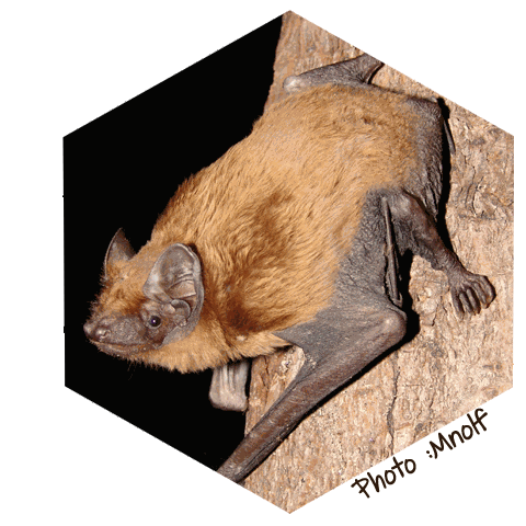 Noctule commune Nyctalus noctula (Mnolf)