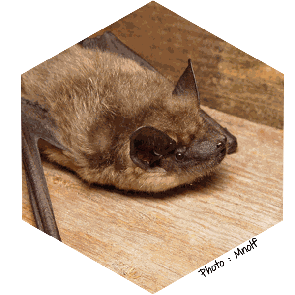 Serotine commune Eptesicus serotinus (Mnolf)