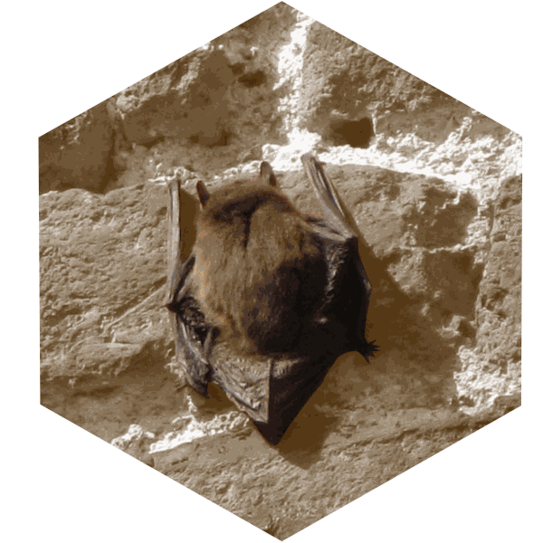 Pipistrelle Pipistrellus pipistrellus (Egoite)