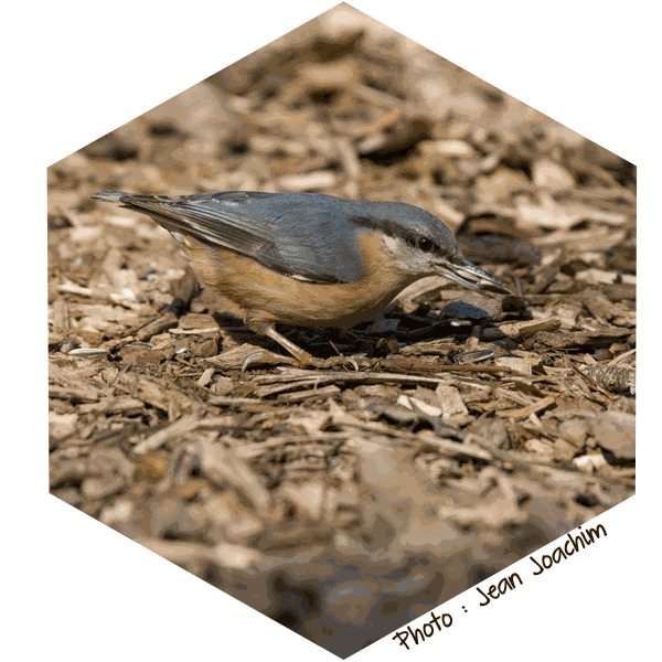 Sittelle torchepot (Sitta europaea) Jean-Joachim