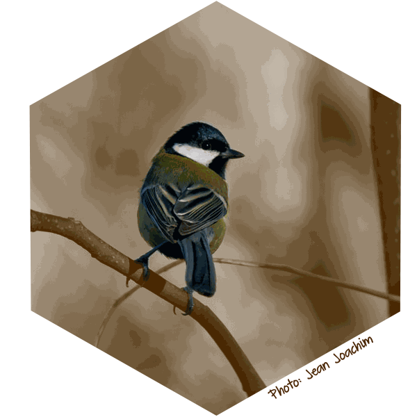 Mesange Charbonniere (Parus-major ) Jean-Joachim