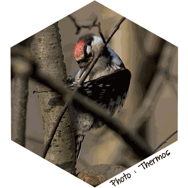 Pic epeichette (Dendrocopos Minor) Thermos