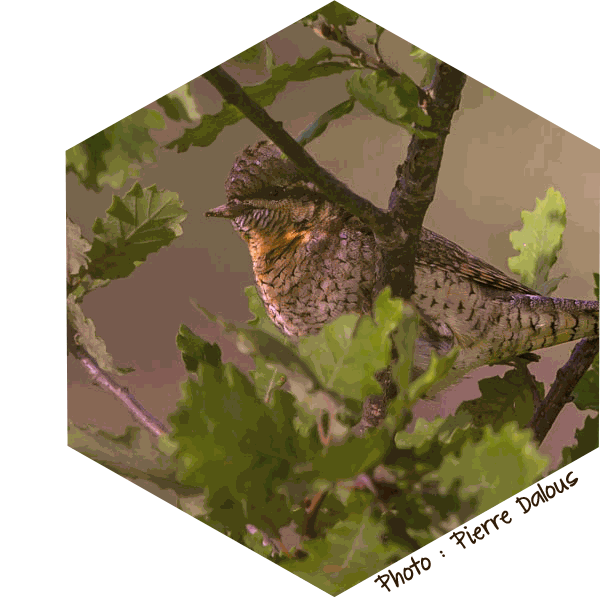 Torcol Fourmilier (Jynx torquilla) Pierre-Dalous