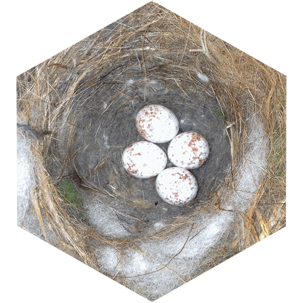 Descriptif_Avibox_symbiosphere1(nid dans hexagone)