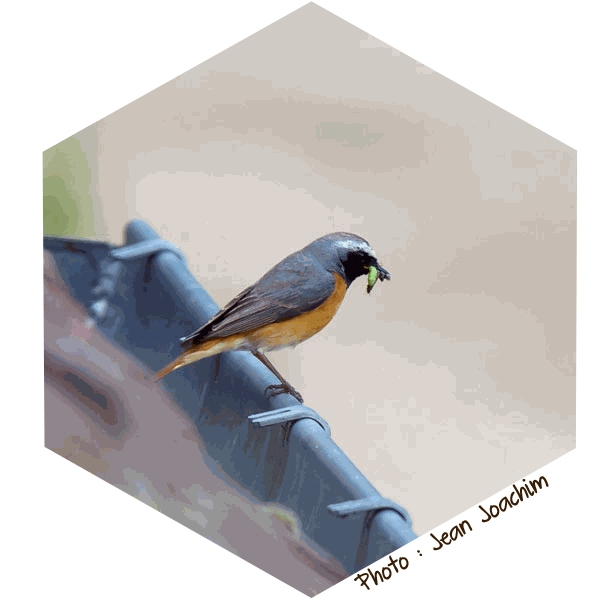 Rougequeue à front blanc Phoenicurus phoenicurus (photo Jean-Joachim)