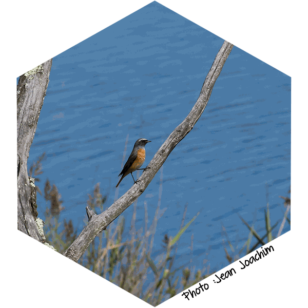 Rougequeue a front blanc Phoenicurus phoenicurus (photo Jean Joachim)