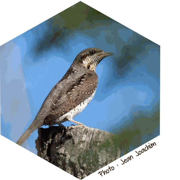 Torcol Fourmilier Jynx torquilla (Jean-Joachim)