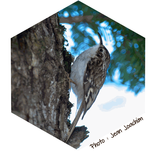 Grimpereau des bois (Certhia familiaris) - Photo de Jean Joachim