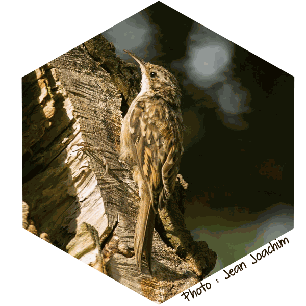 Grimpereau des Jardins (Certhia brachydactyla) - Photot de Jean Joachim