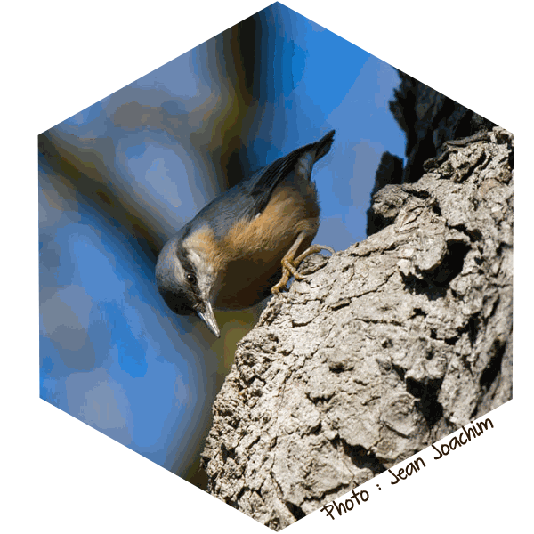 Sittelle torchepot (Sitta europaea) - Photo de Jean Joachim