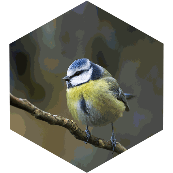 Mesange Bleue (Cyanistes caeruleus) - Photo de Jean Joachim