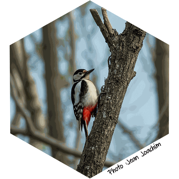 Pic epeiche Dendrocopos Major(Jean Joachim)