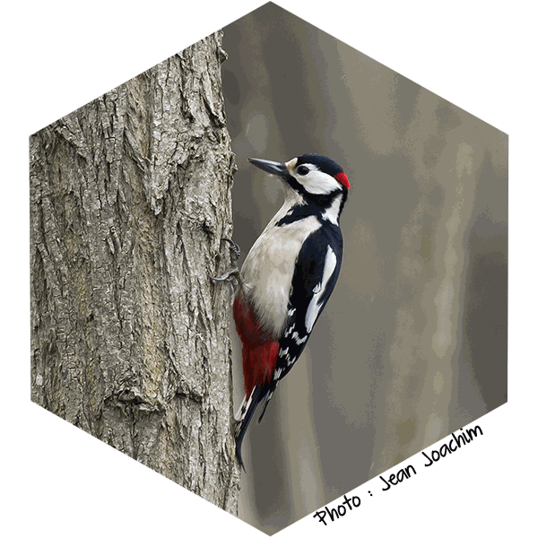 Pic epeiche Dendrocopos Major(Jean Joachim)