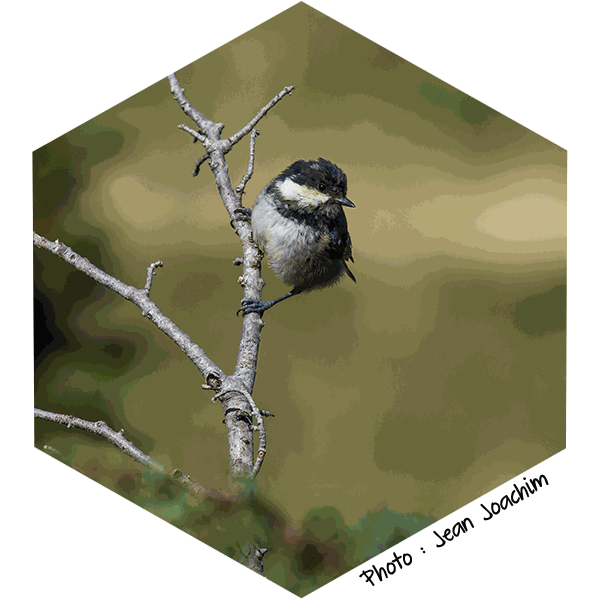 Mésange noire (Periparus ater) - Photo de Jean Joachim