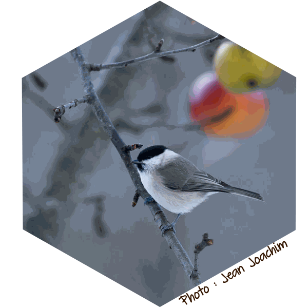 Mésange nonnette (Poecile palustris) - Photo de Jean Joachim