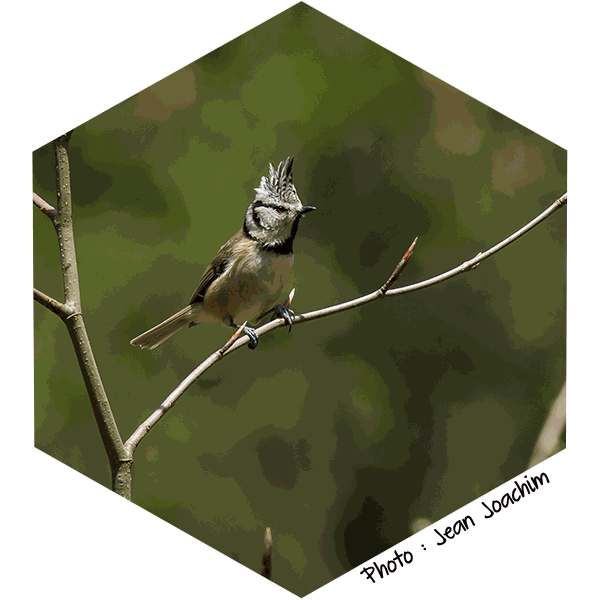 Mésange huppée (Parus cristatus) - Photo de Jean Joachim