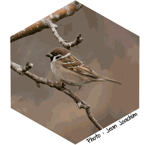 Moineau friquet (Passer montanus) - Photo de Jean Joachim