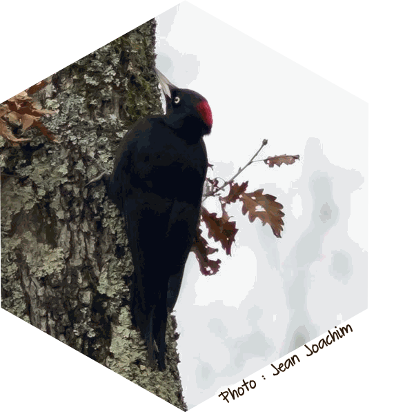 Pic noir Dryocopus martius (Jean Joachim)