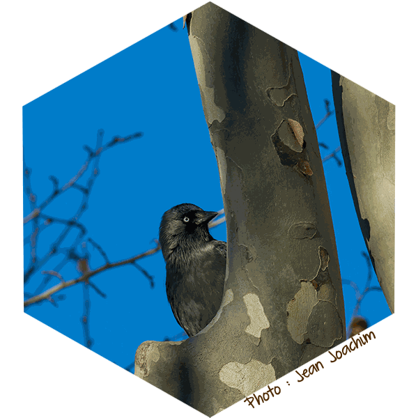 Choucas des tours Coloeus monedula (Jean Joachim)