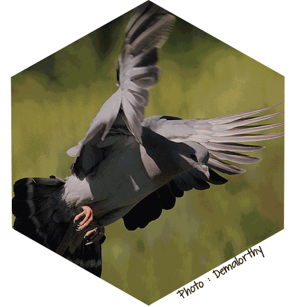 Pigeon Colombin Columba oenas (Jessica Joachim