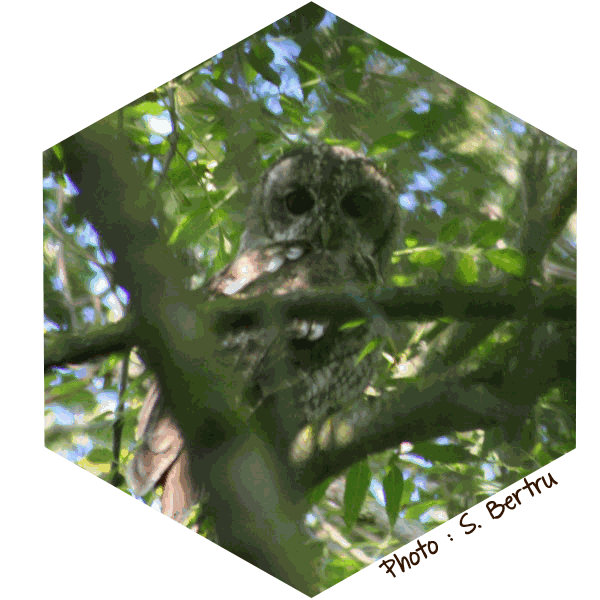 Chouette hulotte Strix aluco (Sebastien Bertru)