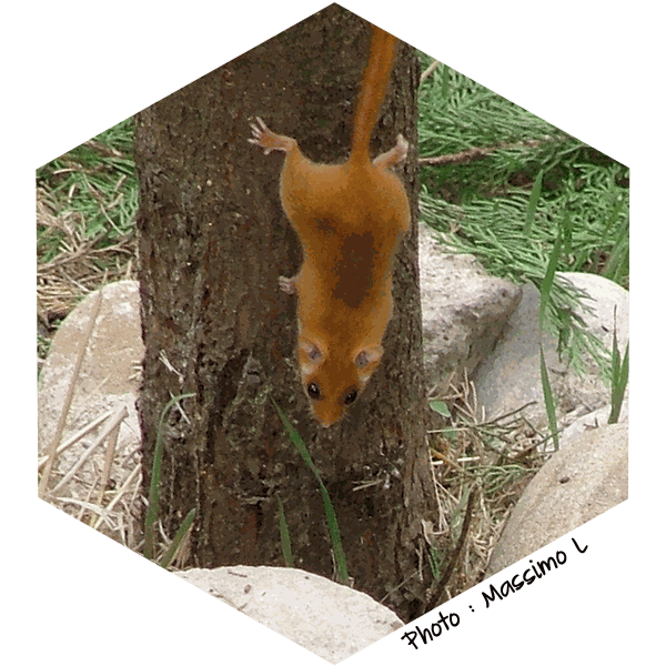 Muscardin Muscardinus avellanarius (Massimo L)