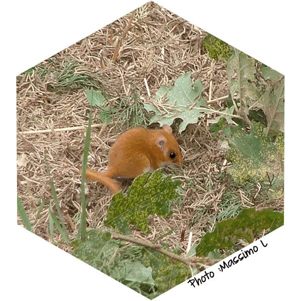 Muscardin Muscardinus avellanarius(Massimo L)