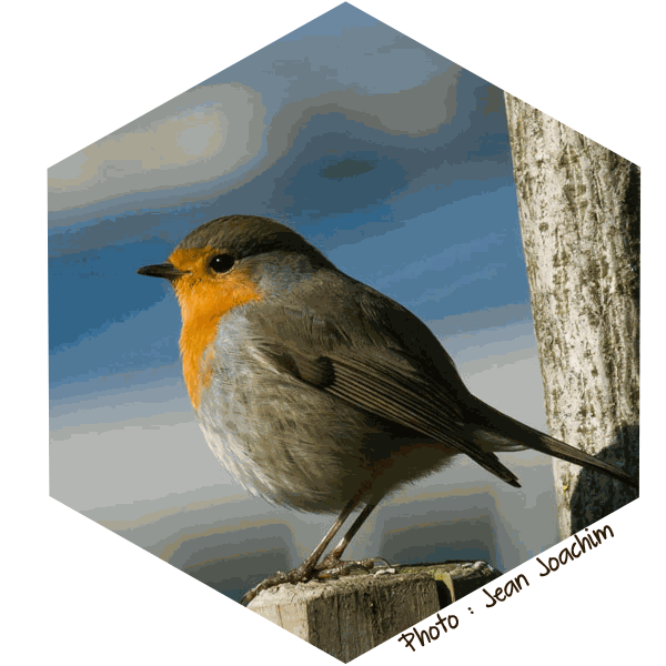 Rougegorge Erithacus rubecula (Photo : Jean Joachim)