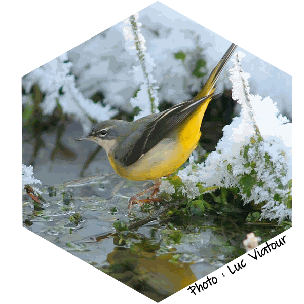 Bergeronnette grise Motacilla alba(Photo : Jean Joachim)