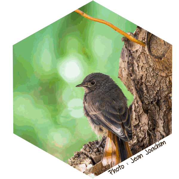 Rougequeue noir Phoenicurus ochruros (Photo : Jean Joachim)