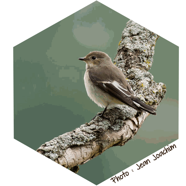 Gobemouche Gris Muscicapa striata (Photo : Jean Joachim)