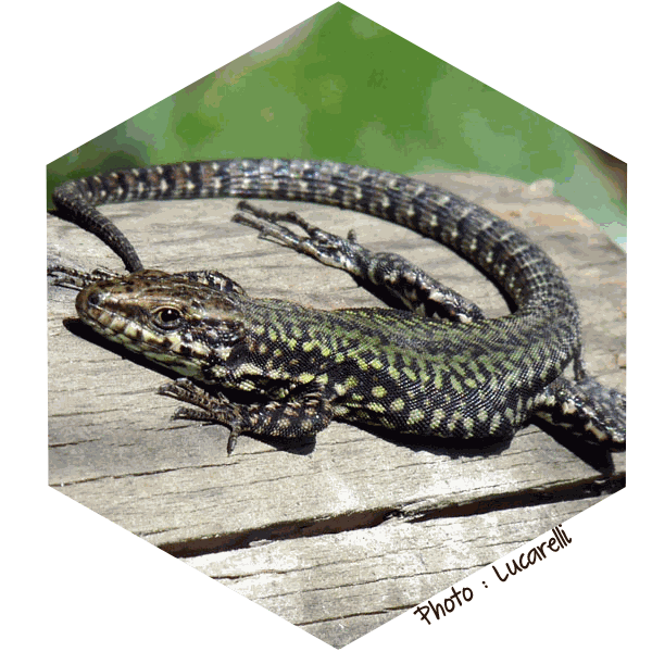 Occupant du Nichoir à lézards