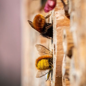 Abeille Osmie cornue (©Symbiosphere-EPICTURA)