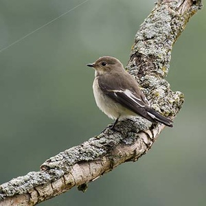 Gobemouche noir (Ficedula hypoleuca) (Photo : Jean Joachim)