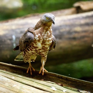 Bondree apivore Pernis apivorus ©Symbiosphere NestCouffin T2 - Corbeille pour rapaces