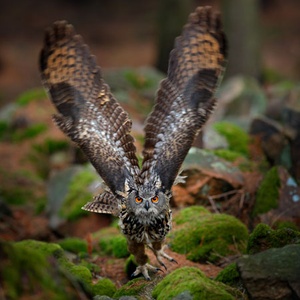 Hibou grand-duc Bubo bubo ©Symbiosphere NestCouffin T2 - Corbeille pour rapaces