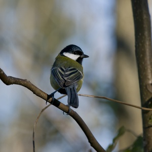Mesange Charbonniere (Parus major) (Photo : Jean Joachim)