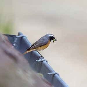 Rougequeue a front blanc (Phoenicurus phoenicurus) (Photo : Jean Joachim)