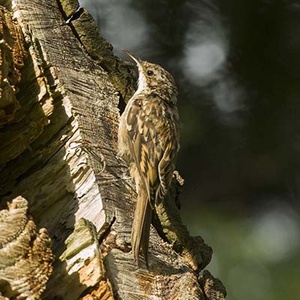 Grimpereau des Jardins (Certhia brachydactyla) (Photo : Jean Joachim)