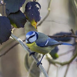 Mésange Bleue (Cyanistes caeruleus) (Photo : Jean Joachim)