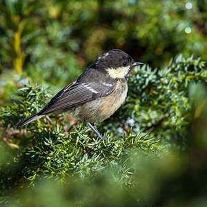 Mésange noire (Periparus ater) (Photo : Jean Joachim)