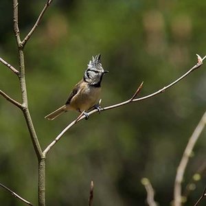 Mésange huppée (Parus cristatus) (Photo : Jean Joachim)