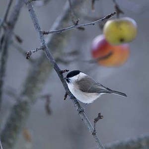 Mésange nonnette (Poecile palustris) (Photo : Jean Joachim)