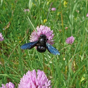 Abeille charpentière (Xylocopa valga) (photo : Claude Alleva)