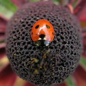 Coccinelle à sept points (Coccinella septempunctata) (Photo : Vassil)