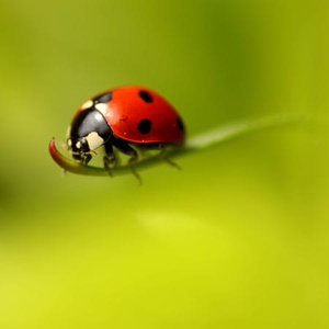 Coccinelle sept points Coccinella septempunctata (©Symbiosphere-EPICTURA)
