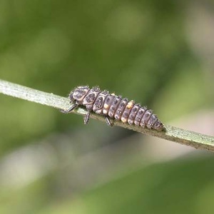 Coccinelle à deux points (Adalia bipunctata) (Photo : Gilles San Martin)