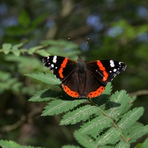 Papillon Vulcain Vanessa atalanta (©Symbiosphere-EPICTURA)