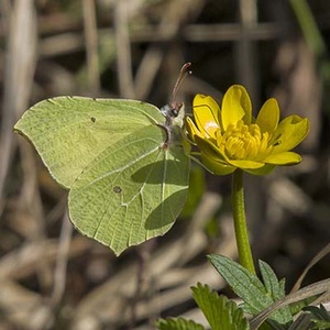 Papillon citron (Gonepteryx rhamni) (Photo : Jean Joachim)