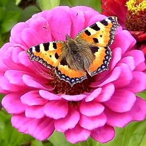 Papillon petite-tortue (Aglais urticae) (Photo : Dumi)